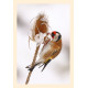 Grußkarte Vogelporträt: Stieglitz frisst Samen